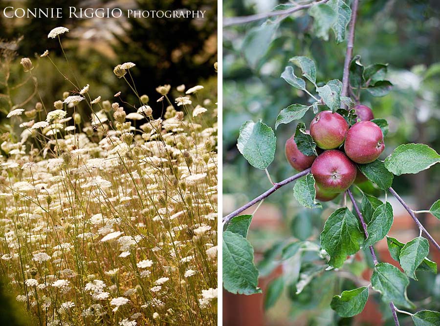 Apples and Wild Flowers Tacoma Wedding Photographer